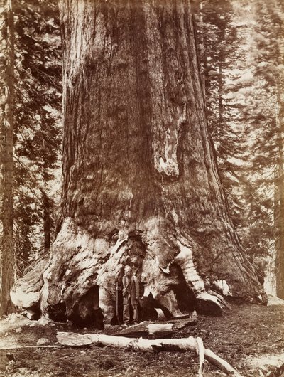 Grizzly Giant Diameter 33 Ft. Mariposa Grove by Carleton E. Watkins